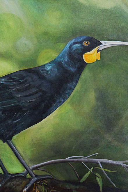 New Zealand Fantail bierd