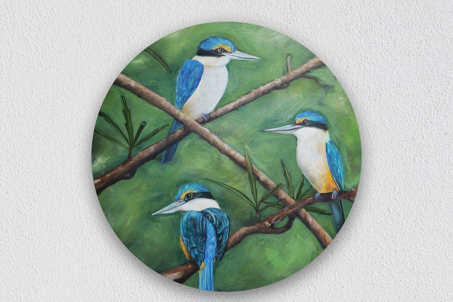 New Zealand Kingfishers birds
